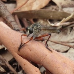 Colepia sp. (genus) (A robber fly) at Acton, ACT - 30 Nov 2020 by RodDeb
