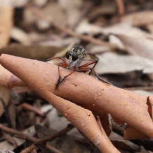 Colepia sp. (genus) at Acton, ACT - 30 Nov 2020