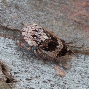 Stenocotis sp. (genus) at Acton, ACT - 30 Nov 2020