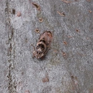 Stenocotis sp. (genus) at Acton, ACT - 30 Nov 2020