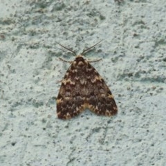 Halone coryphoea (Eastern Halone moth) at Acton, ACT - 30 Nov 2020 by RodDeb