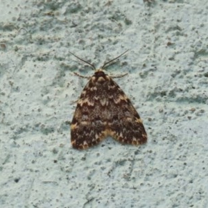 Halone coryphoea at Acton, ACT - 30 Nov 2020