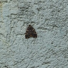 Halone coryphoea at Acton, ACT - 30 Nov 2020 11:09 AM