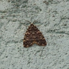 Halone coryphoea at Acton, ACT - 30 Nov 2020 11:09 AM