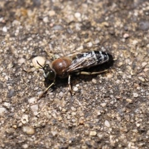 Bembix sp. (genus) at Acton, ACT - 30 Nov 2020 02:25 PM