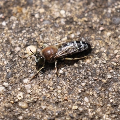 Bembix sp. (genus) (Unidentified Bembix sand wasp) at ANBG - 30 Nov 2020 by RodDeb