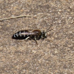 Bembix sp. (genus) at Acton, ACT - 30 Nov 2020 02:25 PM