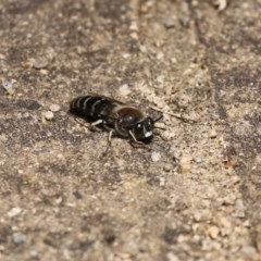 Bembix sp. (genus) at Acton, ACT - 30 Nov 2020