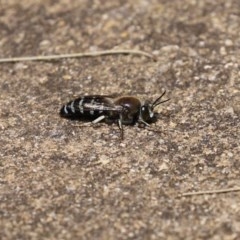 Bembix sp. (genus) at Acton, ACT - 30 Nov 2020