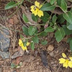 Goodenia hederacea (Ivy Goodenia) at Mount Majura - 29 Nov 2020 by abread111