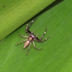 Helpis minitabunda (Threatening jumping spider) at Acton, ACT - 30 Nov 2020 by RodDeb