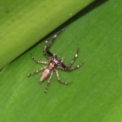 Helpis minitabunda (Threatening jumping spider) at Acton, ACT - 30 Nov 2020 by RodDeb