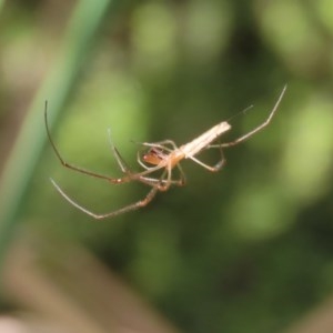 Tetragnatha sp. (genus) at Acton, ACT - 30 Nov 2020