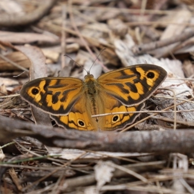 Heteronympha merope (Common Brown Butterfly) at Acton, ACT - 30 Nov 2020 by RodDeb