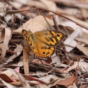 Heteronympha merope at Acton, ACT - 30 Nov 2020