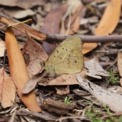 Heteronympha merope at Acton, ACT - 30 Nov 2020