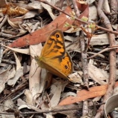 Heteronympha merope at Acton, ACT - 30 Nov 2020