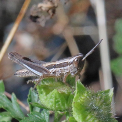 Macrotona australis (Common Macrotona Grasshopper) at Dryandra St Woodland - 30 Nov 2020 by ConBoekel