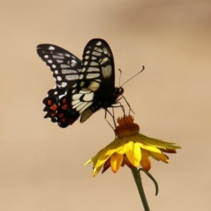 Papilio anactus at Acton, ACT - 30 Nov 2020