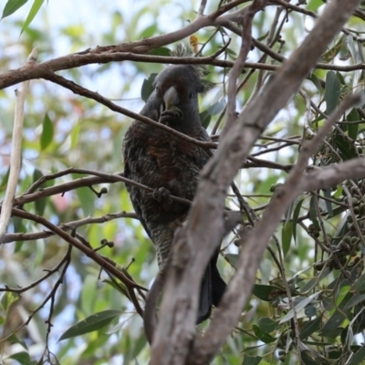 Callocephalon fimbriatum (Gang-gang Cockatoo) at Acton, ACT - 30 Nov 2020 by RodDeb