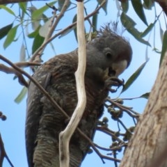 Callocephalon fimbriatum at Acton, ACT - 30 Nov 2020