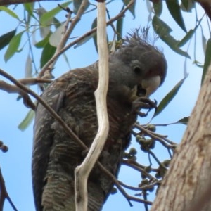 Callocephalon fimbriatum at Acton, ACT - 30 Nov 2020