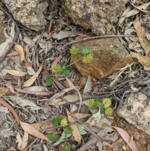Hydrocotyle laxiflora at Downer, ACT - 30 Nov 2020