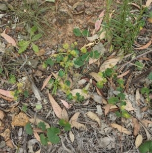 Hydrocotyle laxiflora at Downer, ACT - 30 Nov 2020 11:02 AM