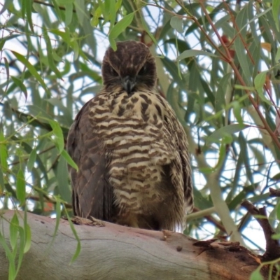 Accipiter fasciatus (Brown Goshawk) at ANBG - 30 Nov 2020 by RodDeb