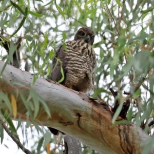 Accipiter fasciatus at Acton, ACT - 30 Nov 2020