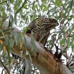 Accipiter fasciatus at Acton, ACT - 30 Nov 2020