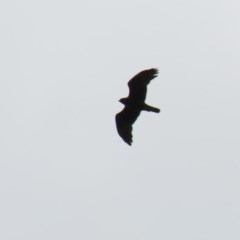 Accipiter fasciatus at Acton, ACT - 30 Nov 2020