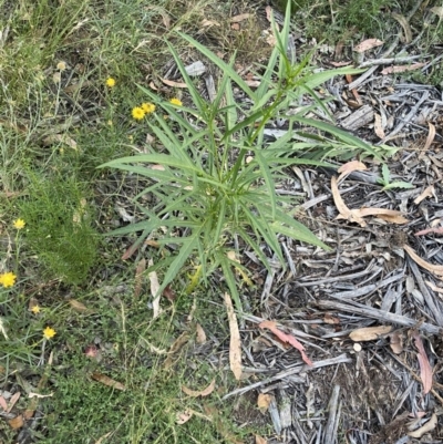 Solanum (genus) (Nightshades, soda apples, devils apples) at Hughes, ACT - 1 Dec 2020 by KL