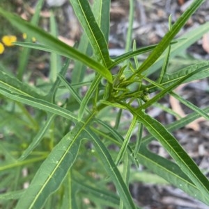 Solanum sp. at Hughes, ACT - 1 Dec 2020