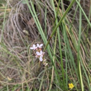 Stylidium sp. at Downer, ACT - 30 Nov 2020