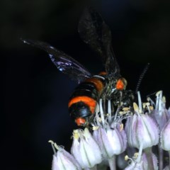 Pterygophorus cinctus (Bottlebrush sawfly) at Ainslie, ACT - 29 Nov 2020 by jb2602