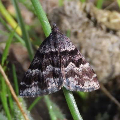Dichromodes ainaria (A geometer or looper moth) at Theodore, ACT - 12 Oct 2020 by Owen