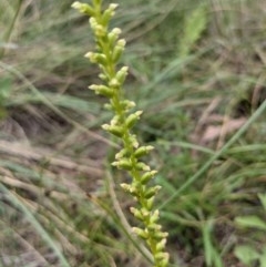 Microtis sp. (Onion Orchid) at Mount Majura - 30 Nov 2020 by abread111