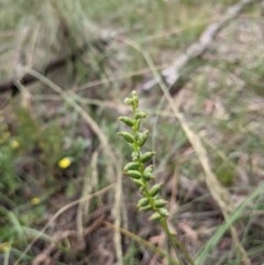 Microtis sp. at Downer, ACT - suppressed