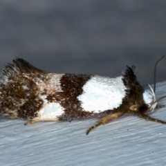 Placocosma resumptella (A Concealer moth (Wingia group)) at Ainslie, ACT - 28 Nov 2020 by jb2602