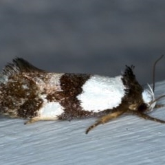 Placocosma resumptella (A Concealer moth) at Ainslie, ACT - 28 Nov 2020 by jb2602