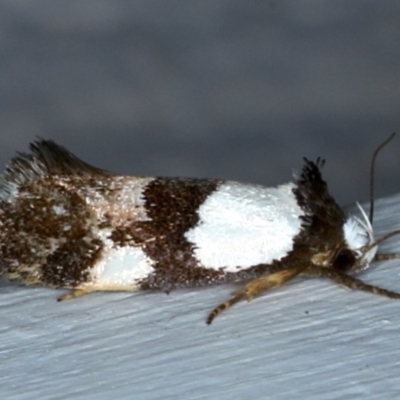 Placocosma resumptella (A Concealer moth (Wingia group)) at Ainslie, ACT - 28 Nov 2020 by jb2602