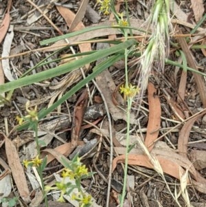 Pimelea curviflora at Downer, ACT - 30 Nov 2020