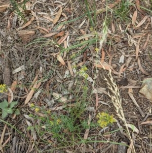 Pimelea curviflora at Downer, ACT - 30 Nov 2020 11:36 AM