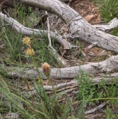 Calotis scabiosifolia var. integrifolia (Rough burr-daisy) at Downer, ACT - 30 Nov 2020 by abread111
