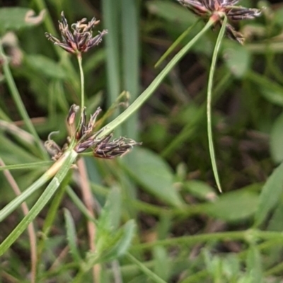 Schoenus apogon (Common Bog Sedge) at Mount Majura - 30 Nov 2020 by abread111