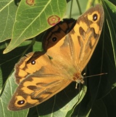 Heteronympha merope (Common Brown Butterfly) at Callum Brae - 30 Nov 2020 by RobParnell