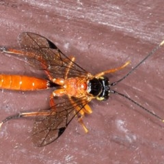 Ichneumonidae (family) (Unidentified ichneumon wasp) at Ainslie, ACT - 20 Nov 2020 by jbromilow50