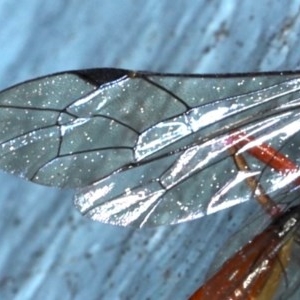 Ichneumonidae (family) at Ainslie, ACT - 20 Nov 2020