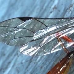Ichneumonidae (family) at Ainslie, ACT - 20 Nov 2020